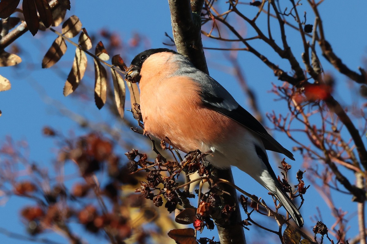Eurasian Bullfinch (Eurasian) - ML643777209