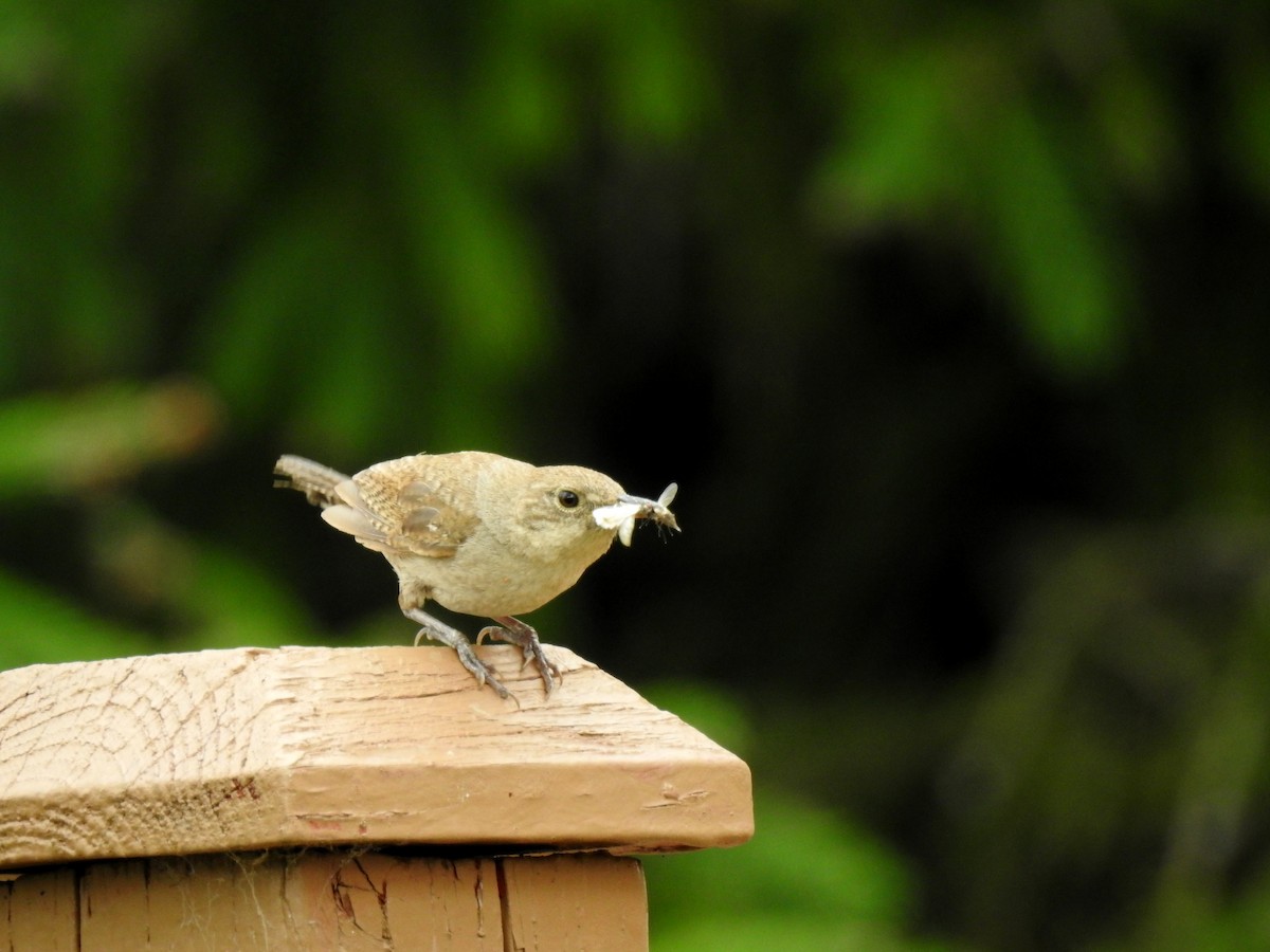 House Wren - Nicole St-Amant