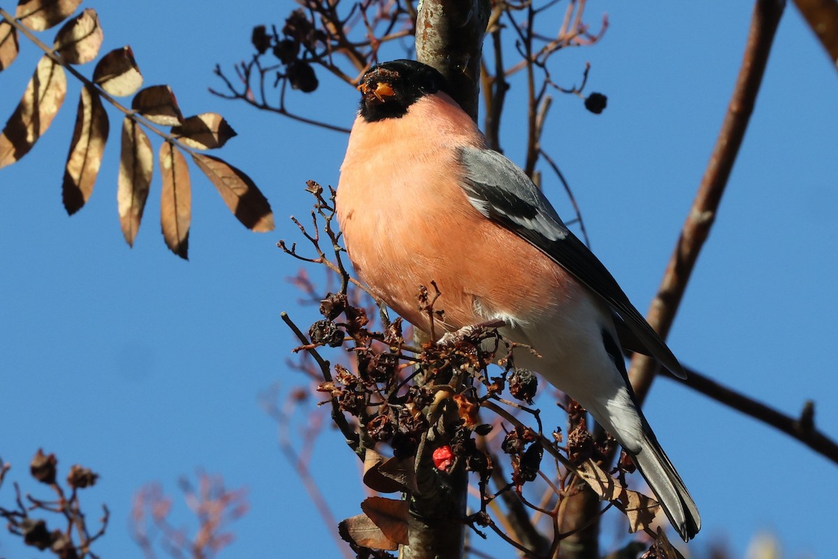 Eurasian Bullfinch (Eurasian) - ML643777210