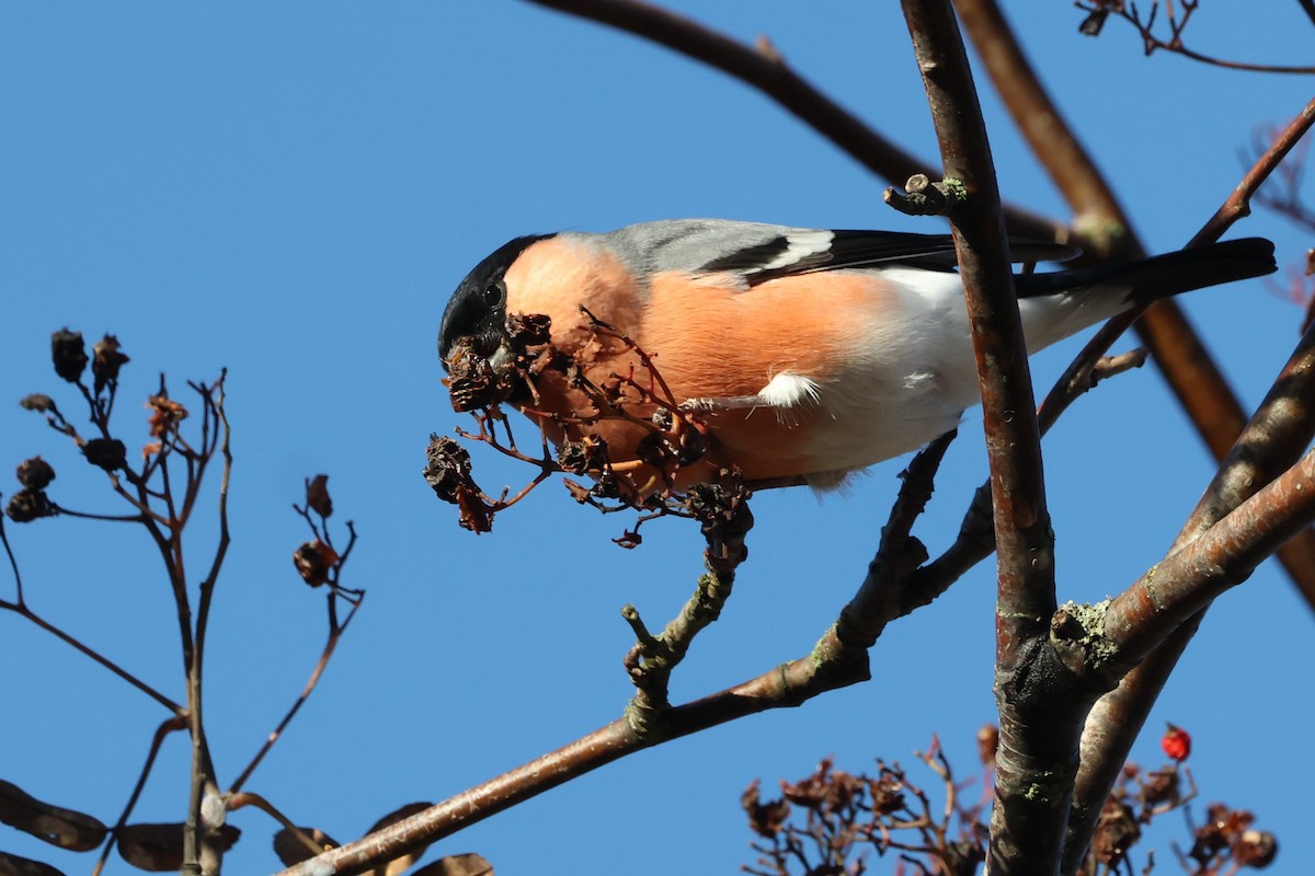 Eurasian Bullfinch (Eurasian) - ML643777211