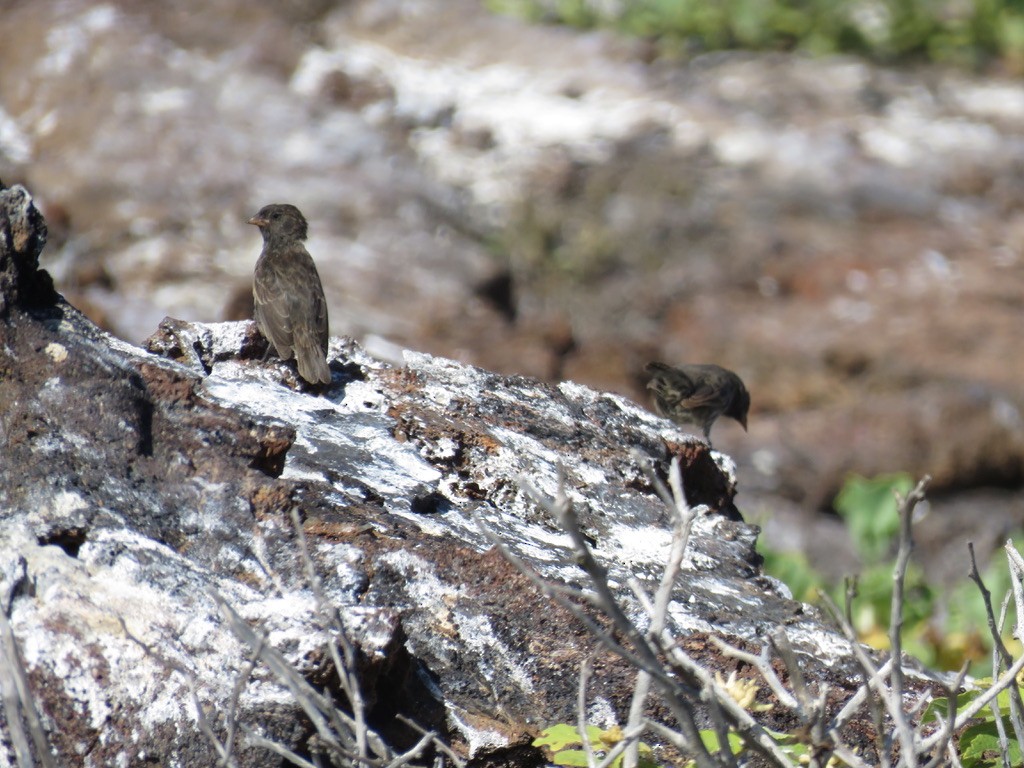 Large Ground-Finch - ML643777217