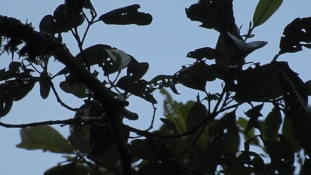 Green-and-gold Tanager - ML643777222
