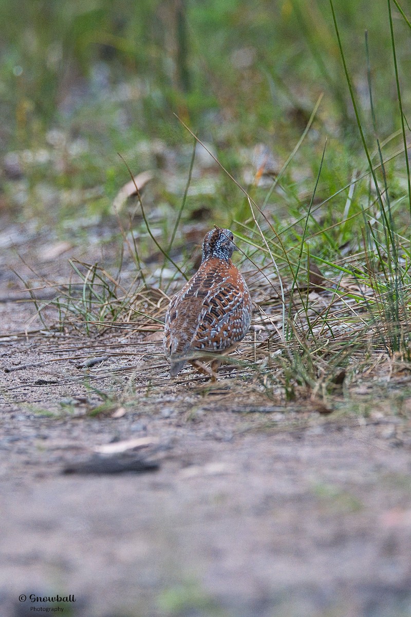Painted Buttonquail - ML643777225
