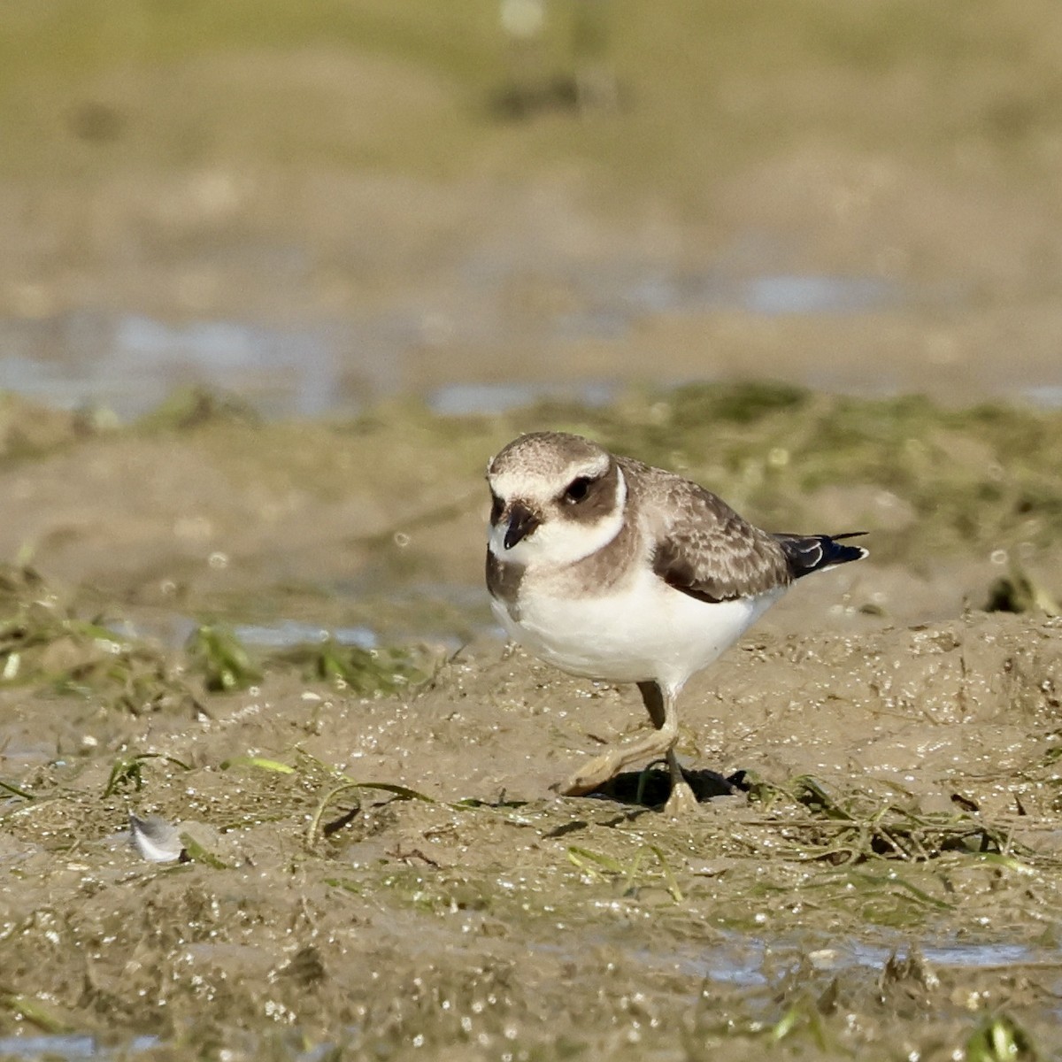 Kentish Plover - ML643777226