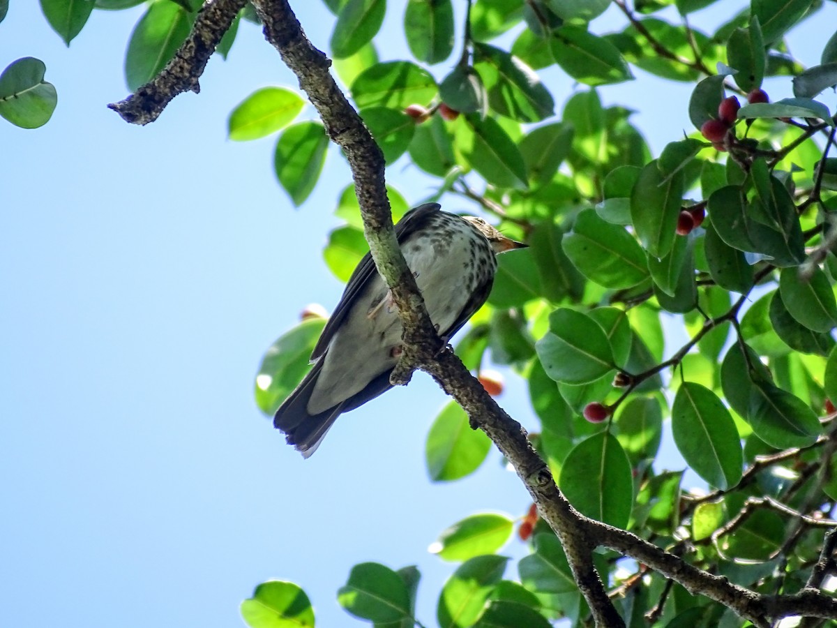 Swainson's Thrush - ML643777236