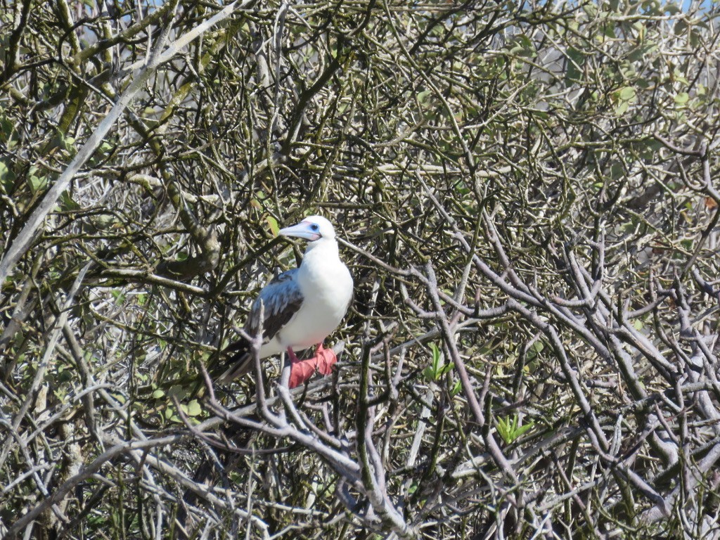 Red-footed Booby - ML643777244