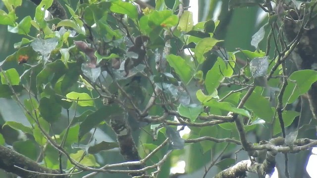 Green-and-gold Tanager - ML643777247