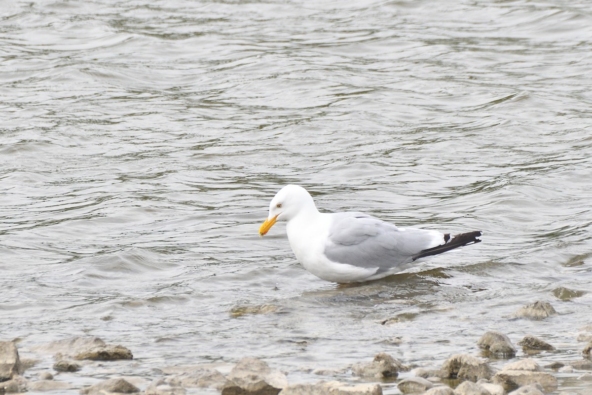 American Herring Gull - ML643777248