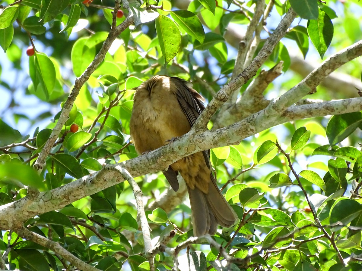Clay-colored Thrush - ML643777249