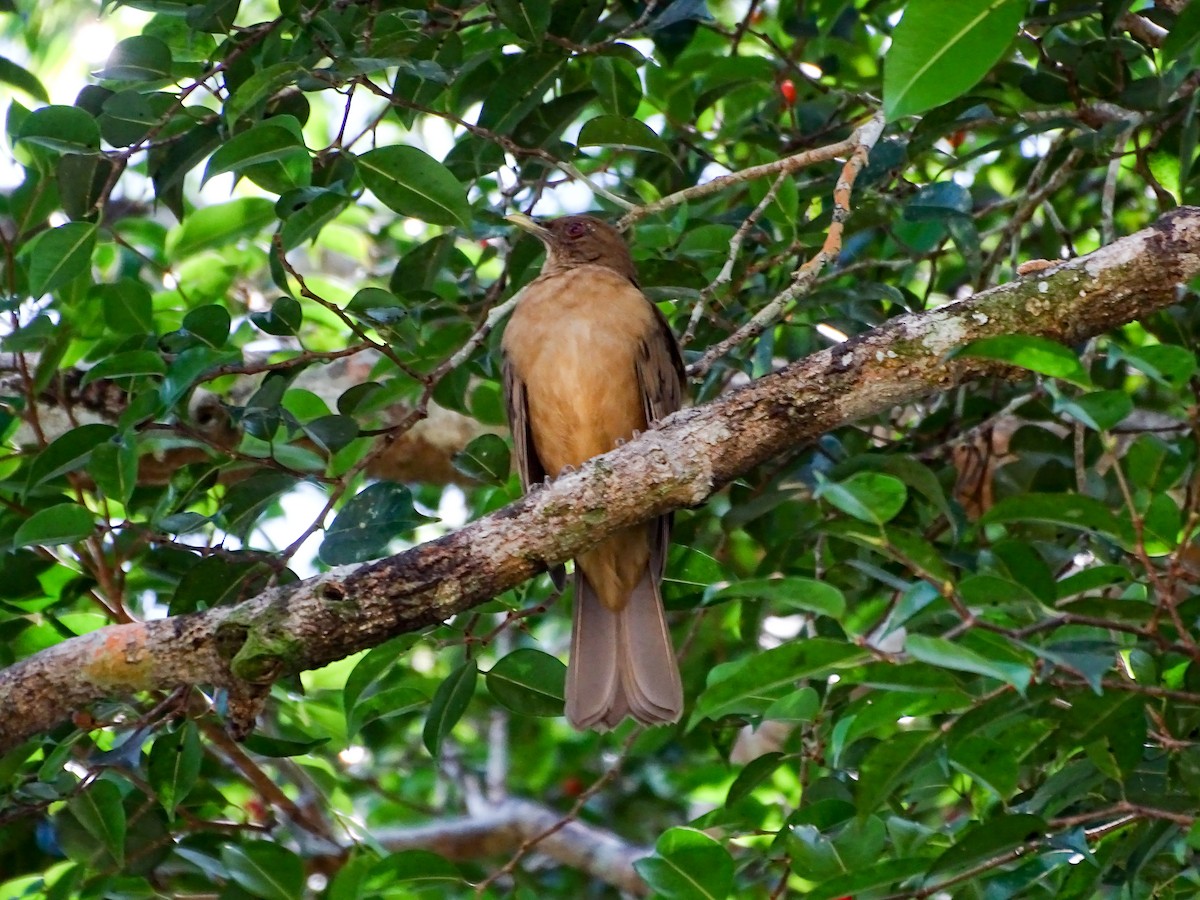 Clay-colored Thrush - ML643777250