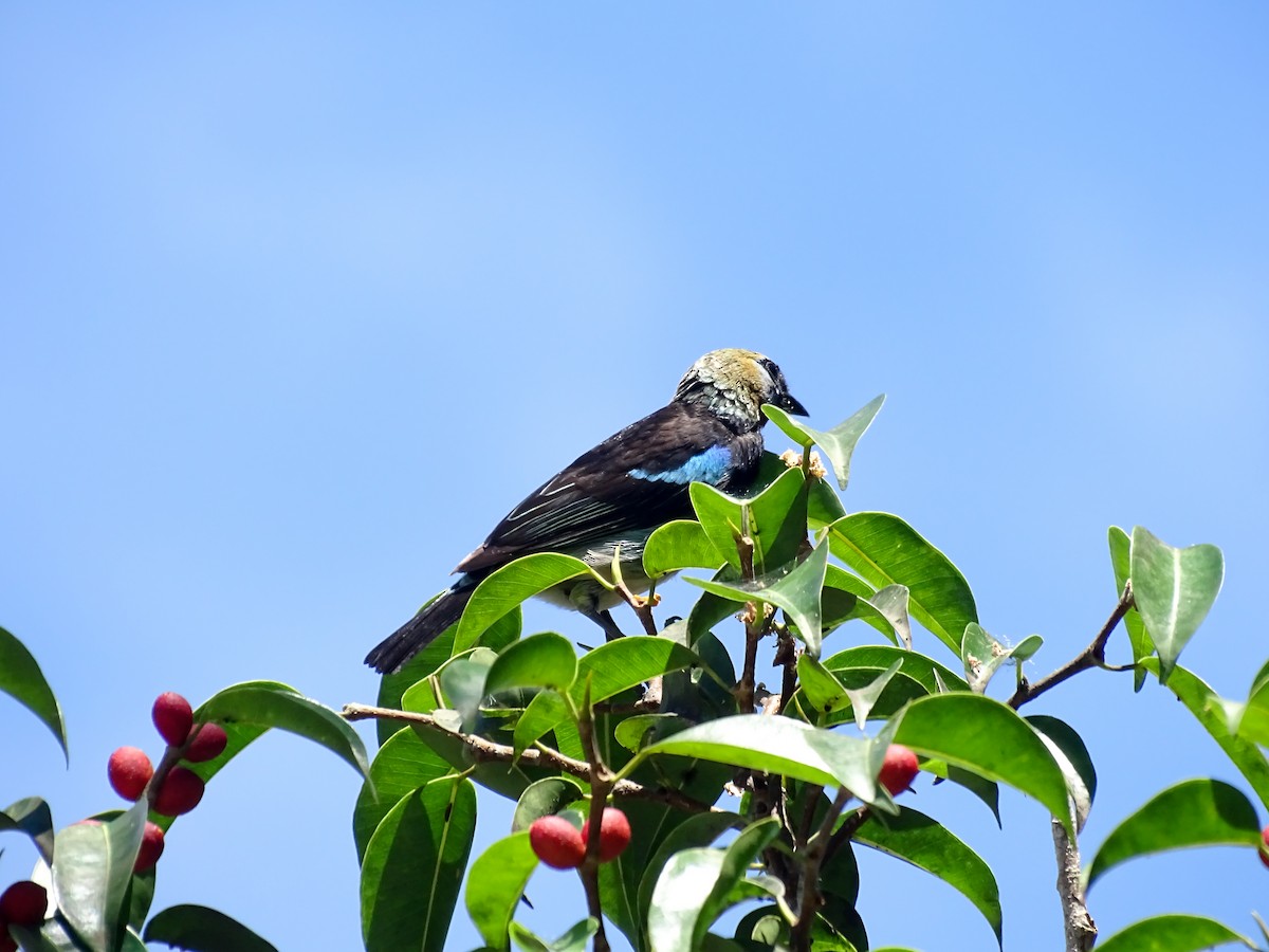 Golden-hooded Tanager - ML643777256
