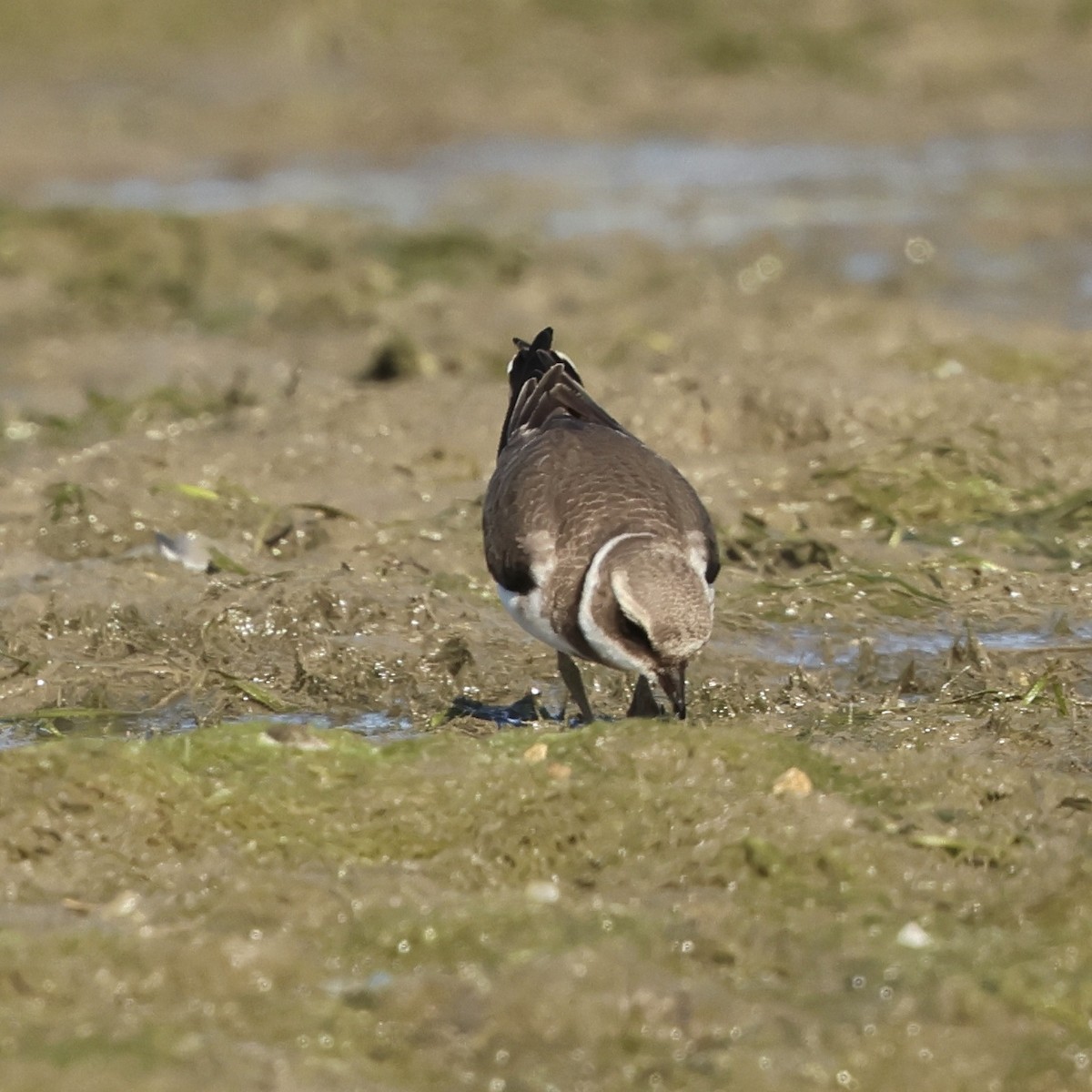 Kentish Plover - ML643777261