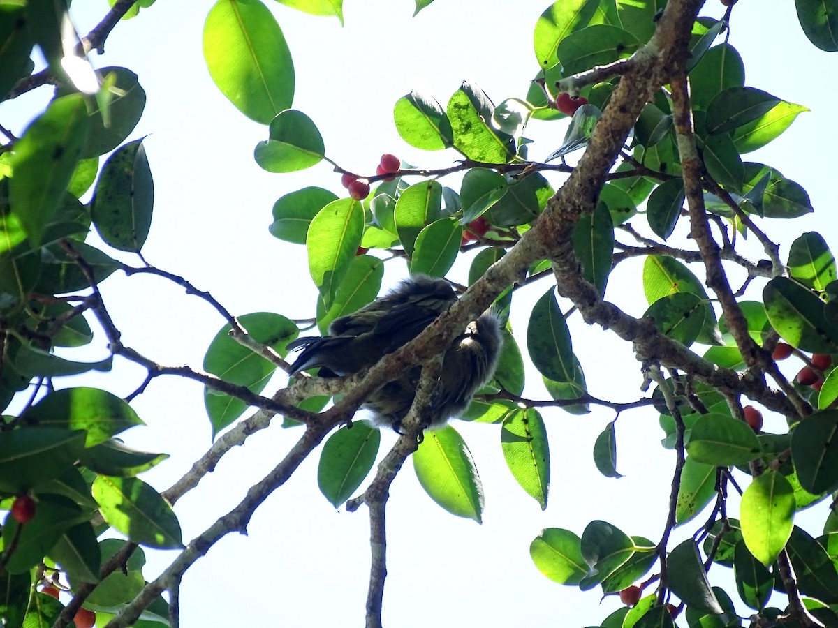 Palm Tanager - ML643777269
