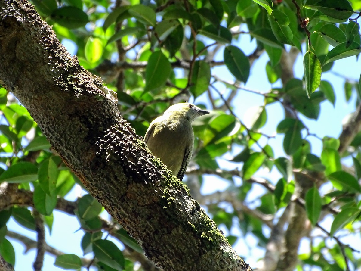 Palm Tanager - ML643777272