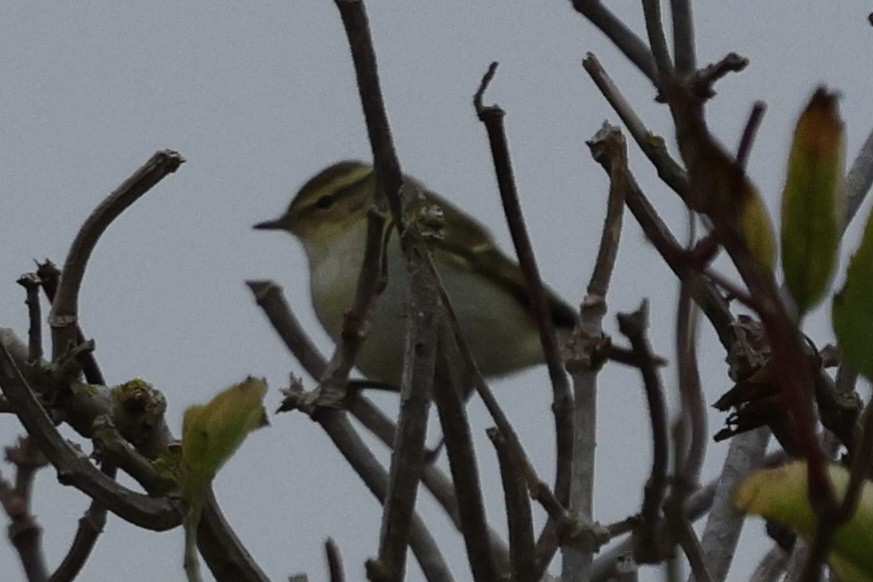 Yellow-browed Warbler - ML643777273