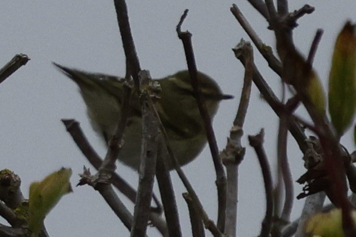 Yellow-browed Warbler - ML643777277