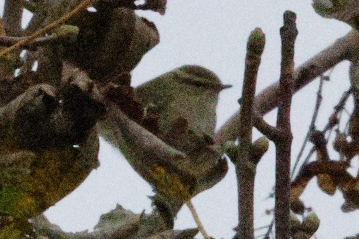 Yellow-browed Warbler - ML643777282