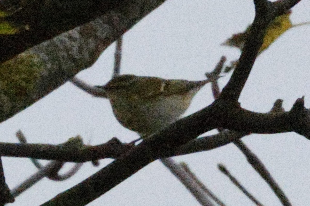 Yellow-browed Warbler - ML643777283