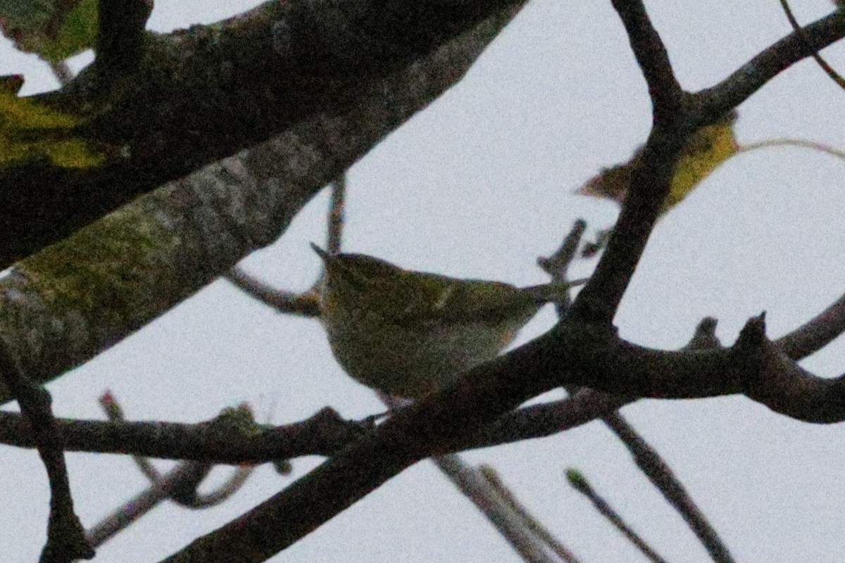 Yellow-browed Warbler - ML643777284