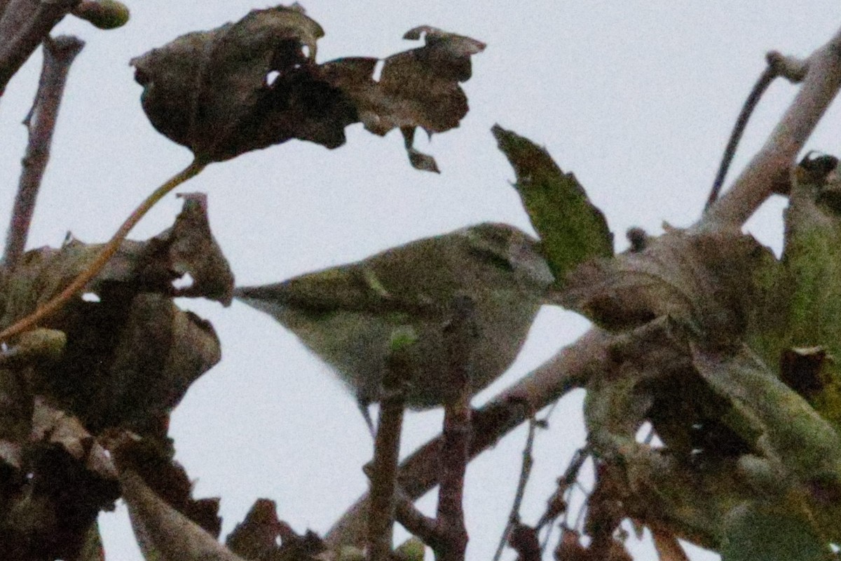 Yellow-browed Warbler - ML643777286