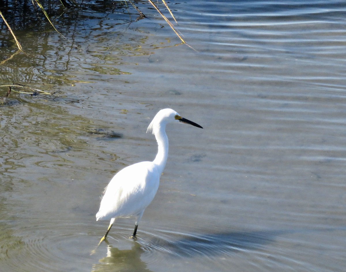 Snowy Egret - ML643777290