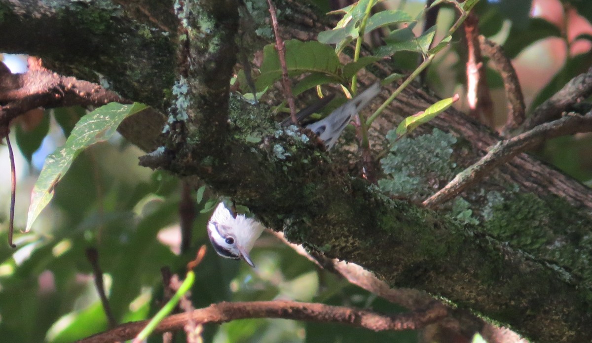 Black-and-white Warbler - ML643777302