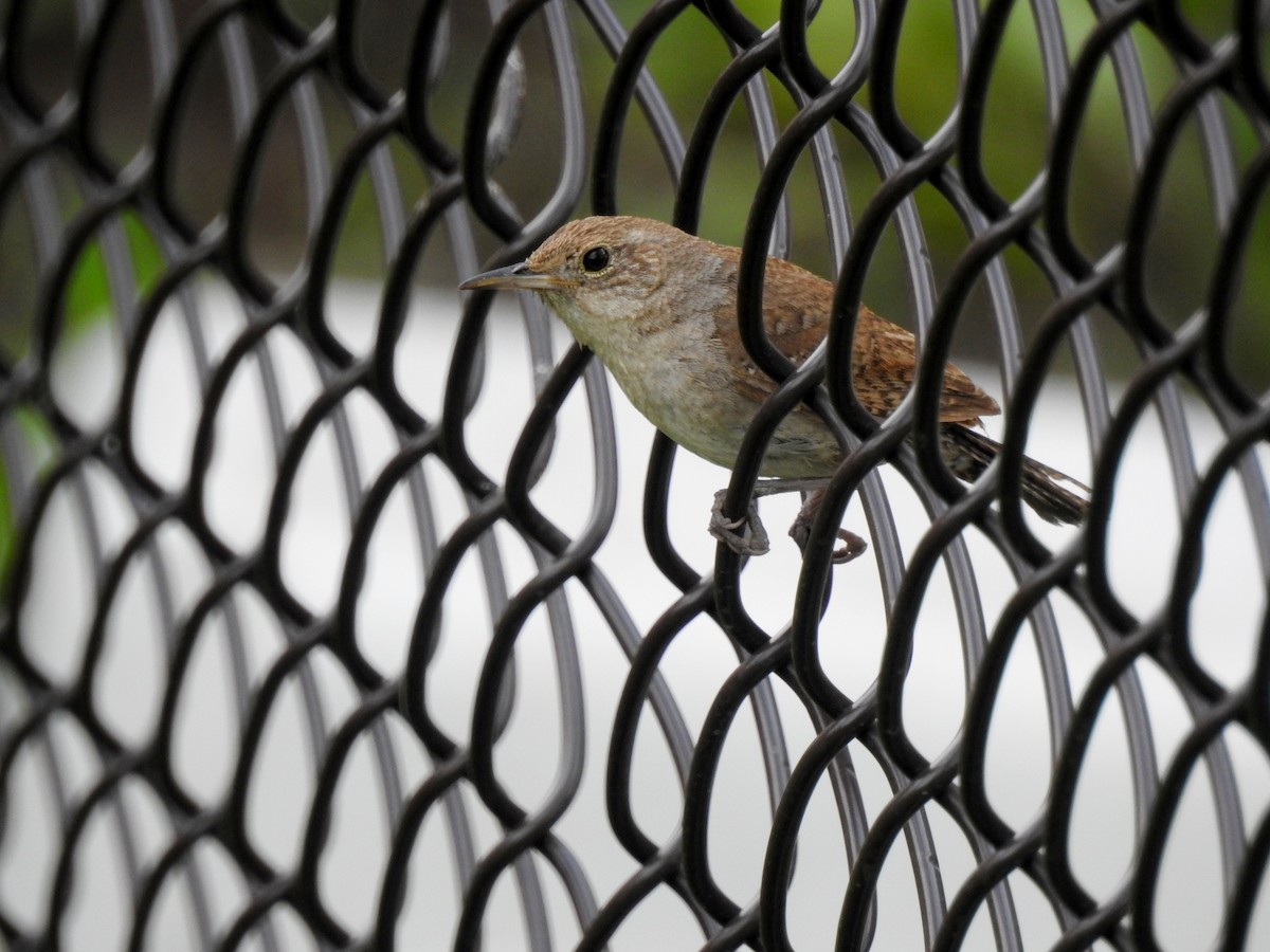 House Wren - ML64377731