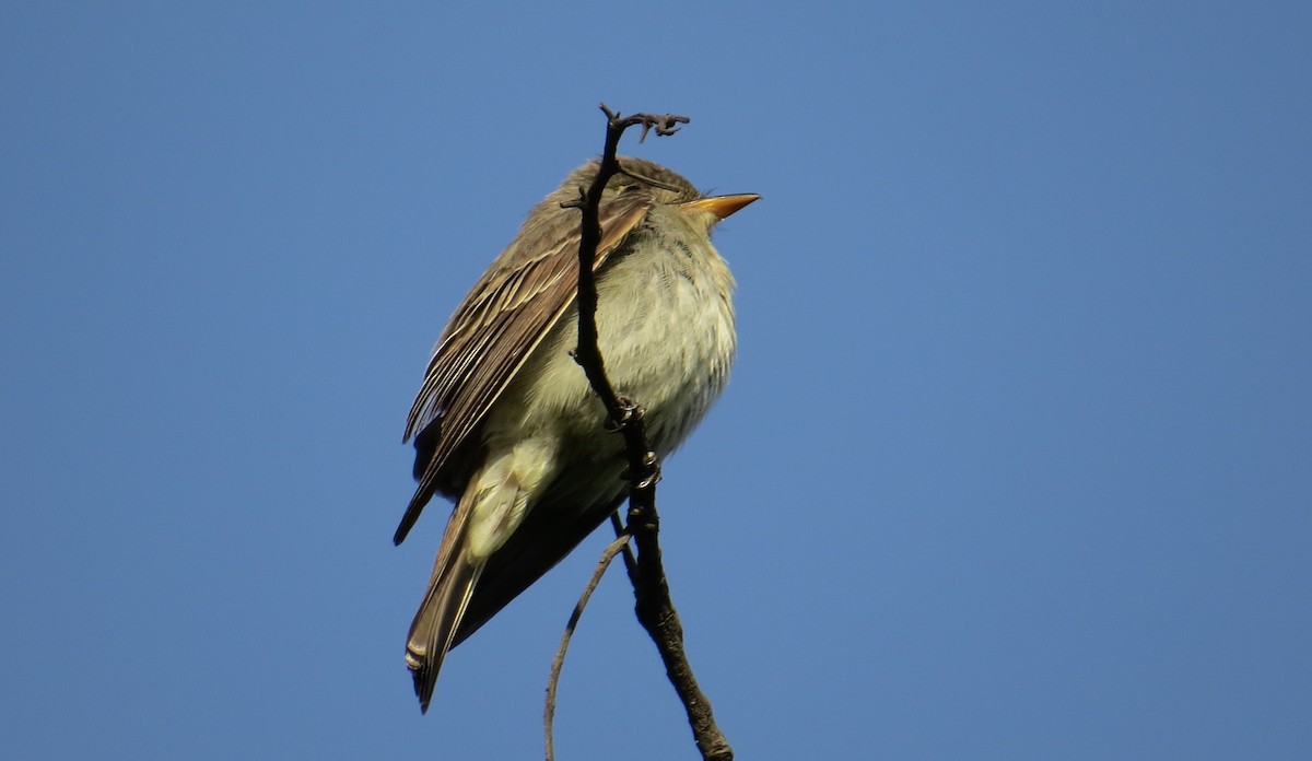 Eastern Wood-Pewee - ML643777314