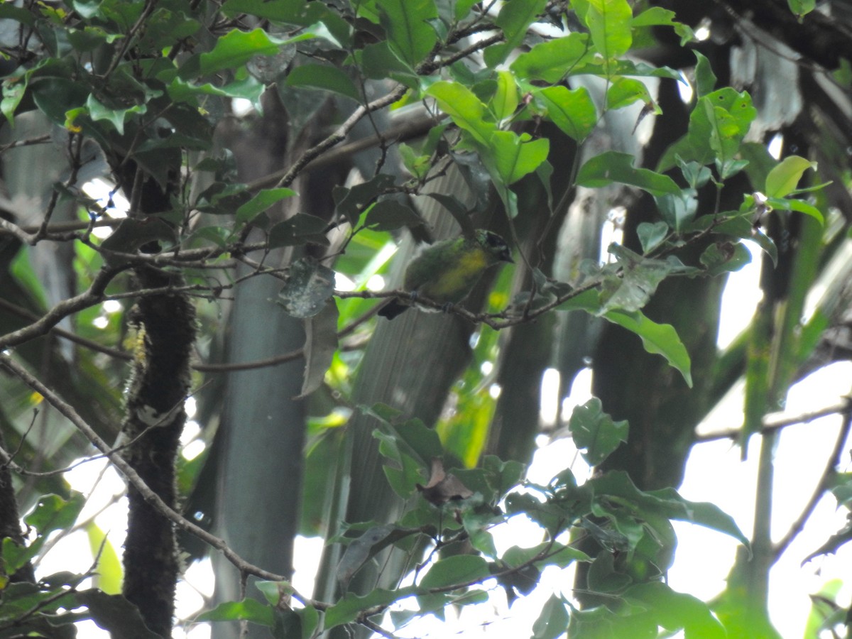 Танагра золотогруда - ML643777316