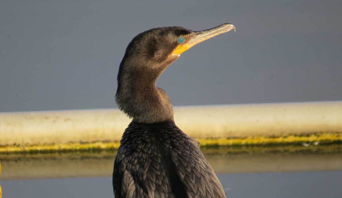 Neotropic Cormorant - ML643777326