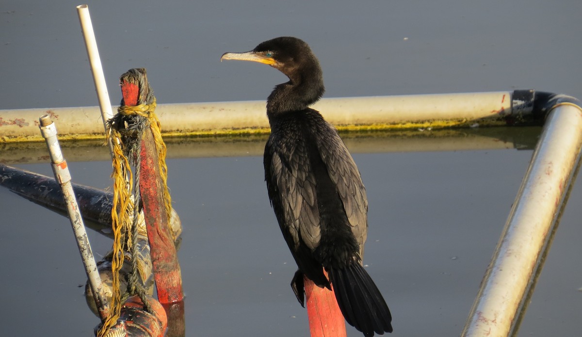 Neotropic Cormorant - ML643777327