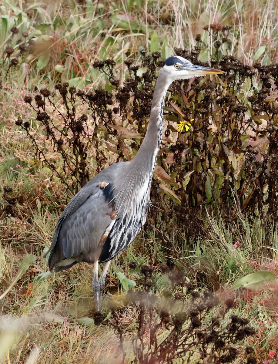 Great Blue Heron - ML643777329