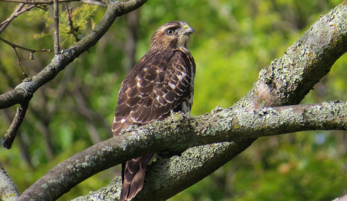 Broad-winged Hawk - ML643777336
