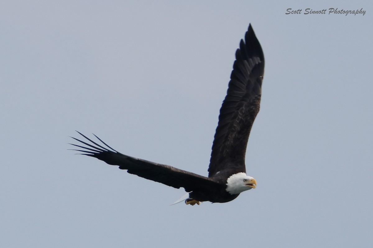 Pygargue à tête blanche - ML643777338