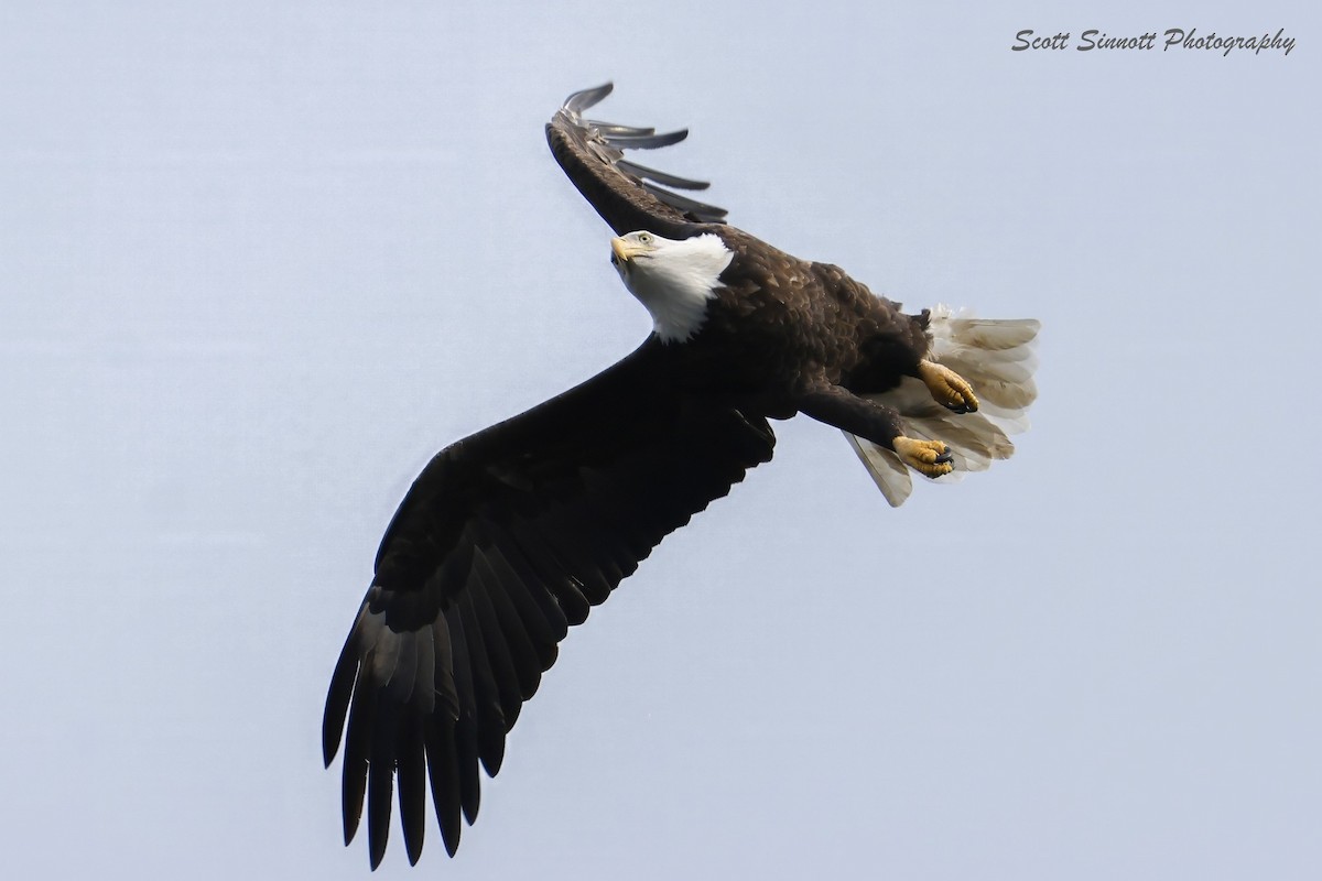 Pygargue à tête blanche - ML643777340