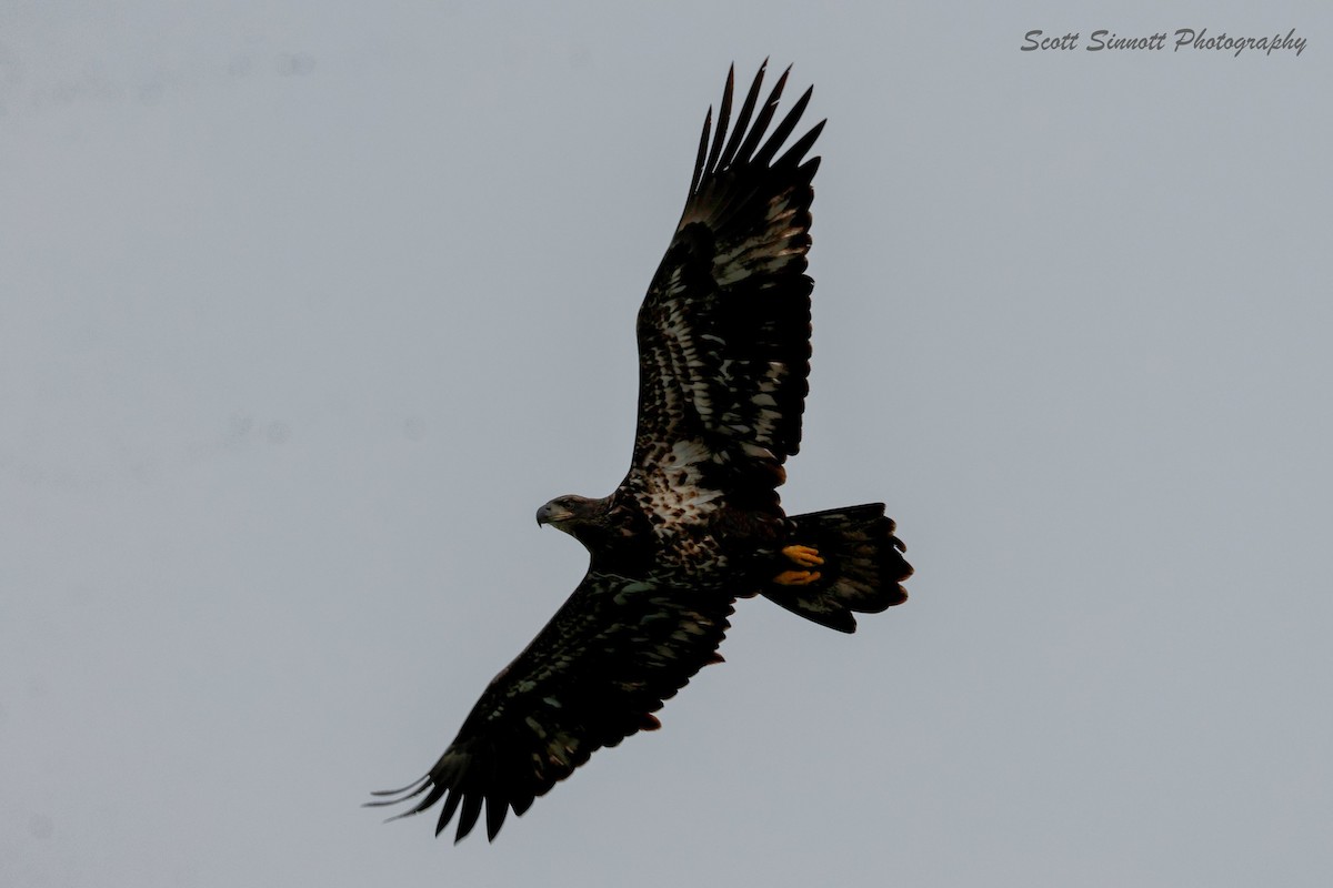 Pygargue à tête blanche - ML643777341
