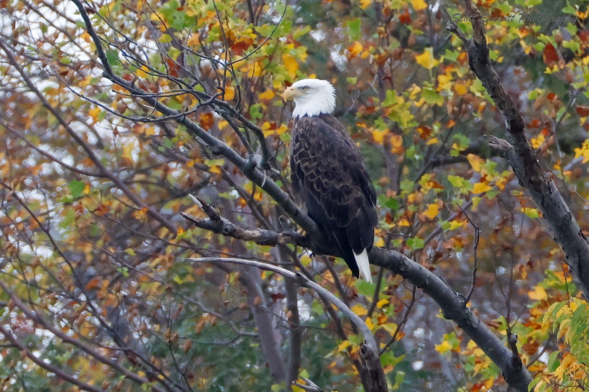 Pygargue à tête blanche - ML643777342