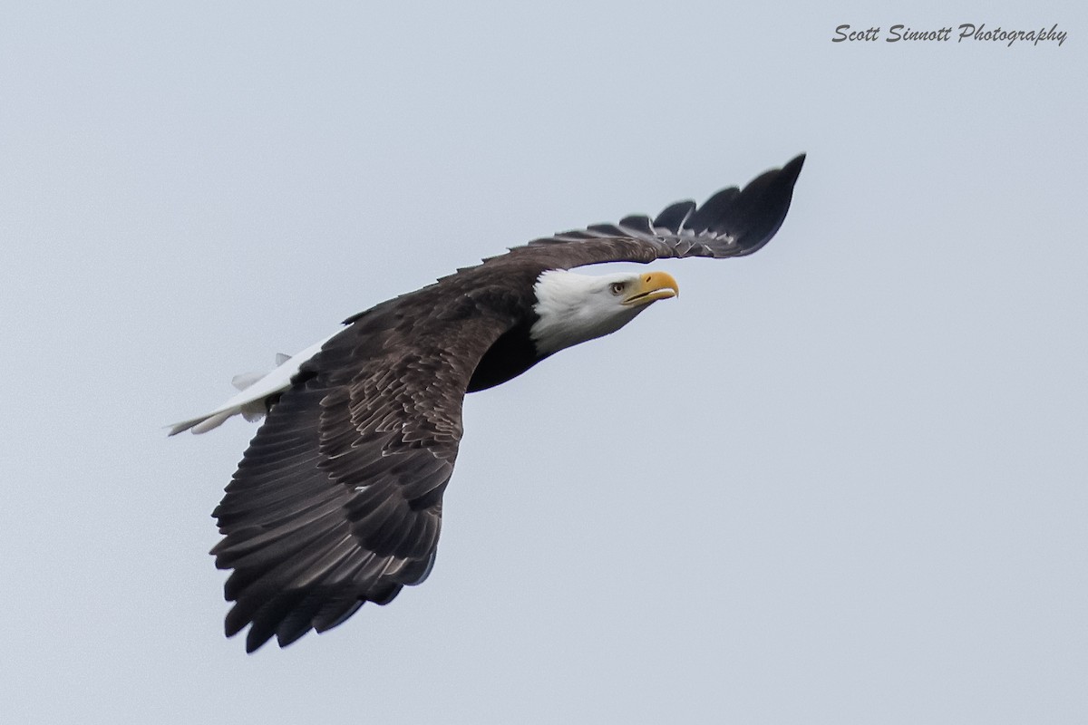 Pygargue à tête blanche - ML643777343