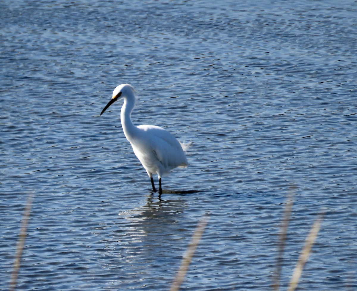 Snowy Egret - ML643777344