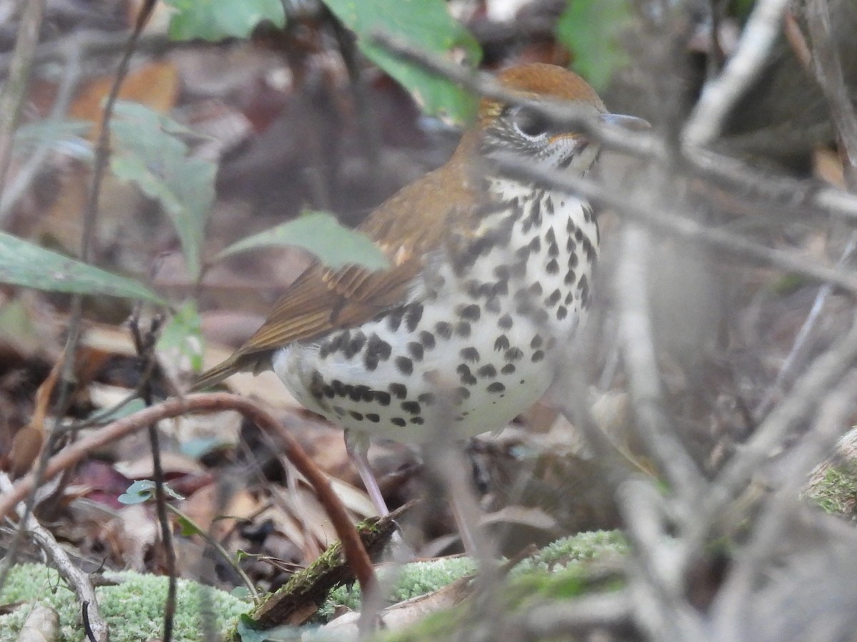 drozd rezavohlavý - ML643777348