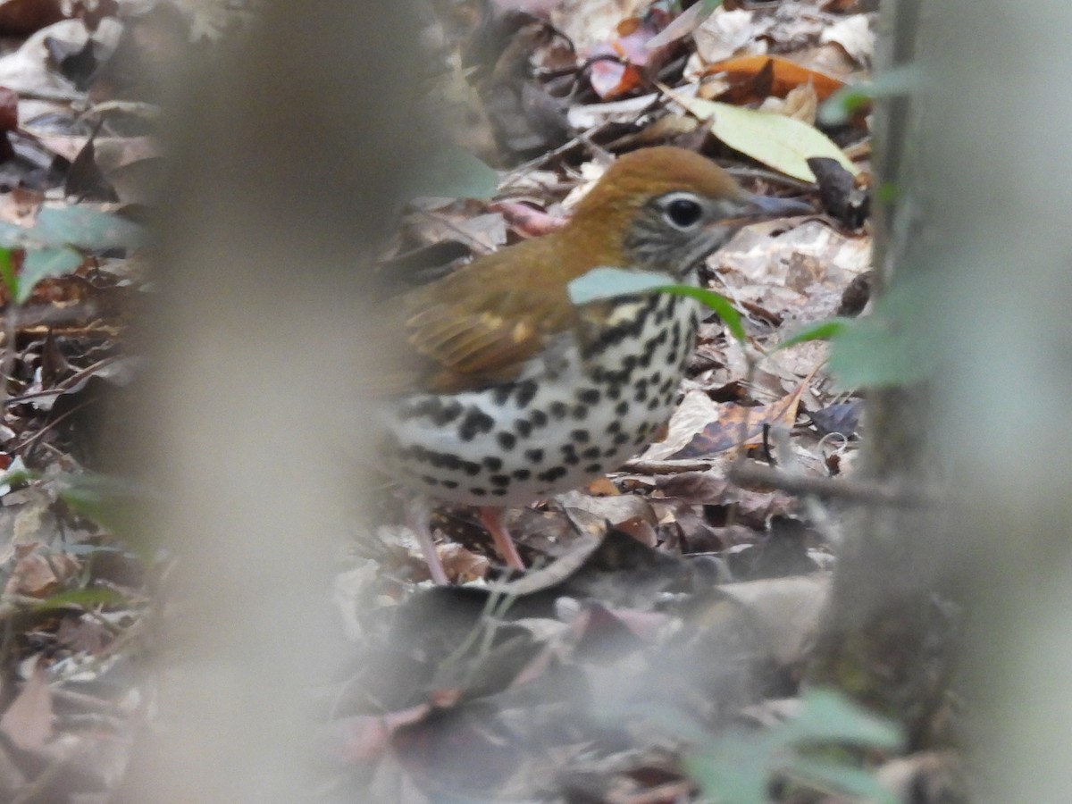 drozd rezavohlavý - ML643777350