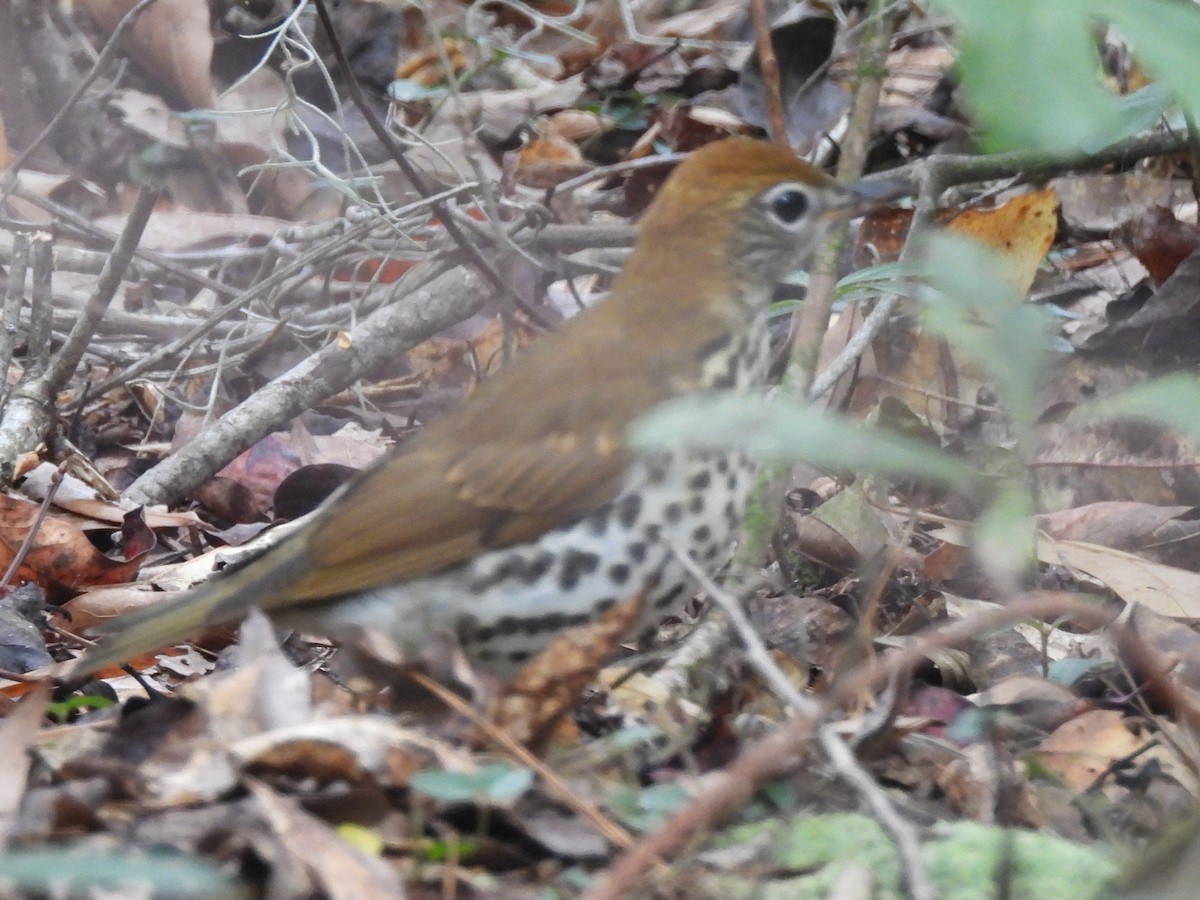 drozd rezavohlavý - ML643777351