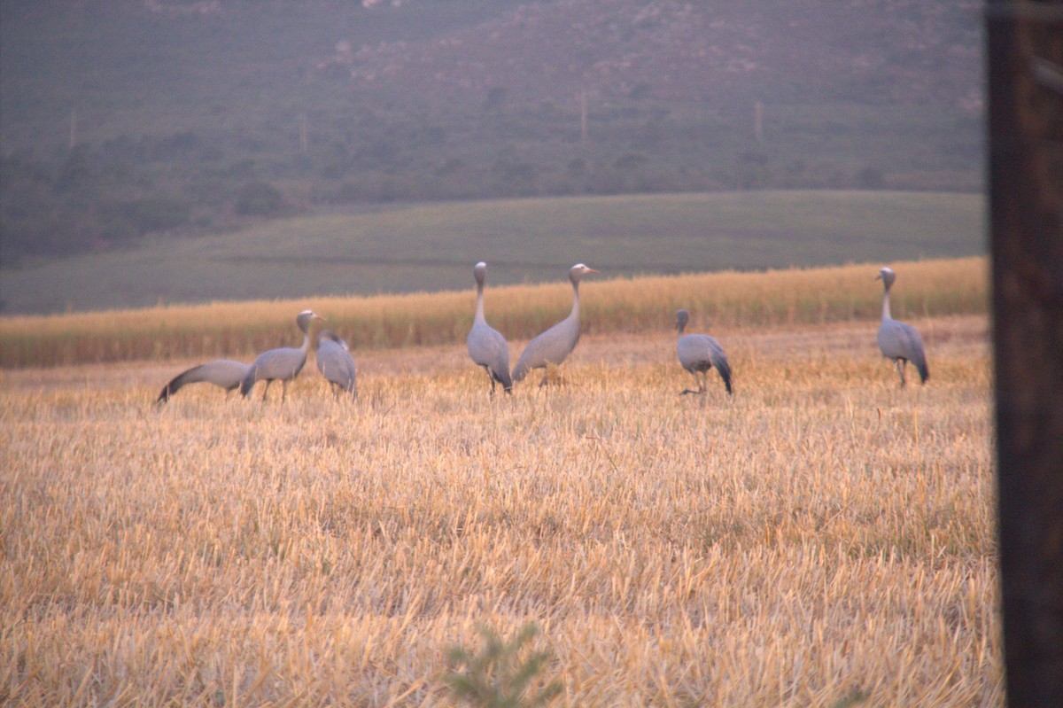 Blue Crane - ML643777356