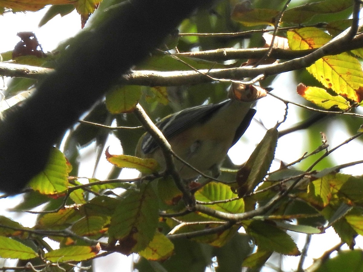 lesňáček kaštanový - ML643777361