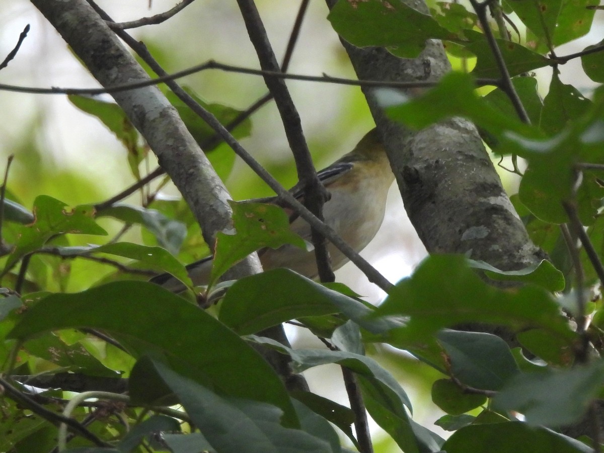 lesňáček kaštanový - ML643777362