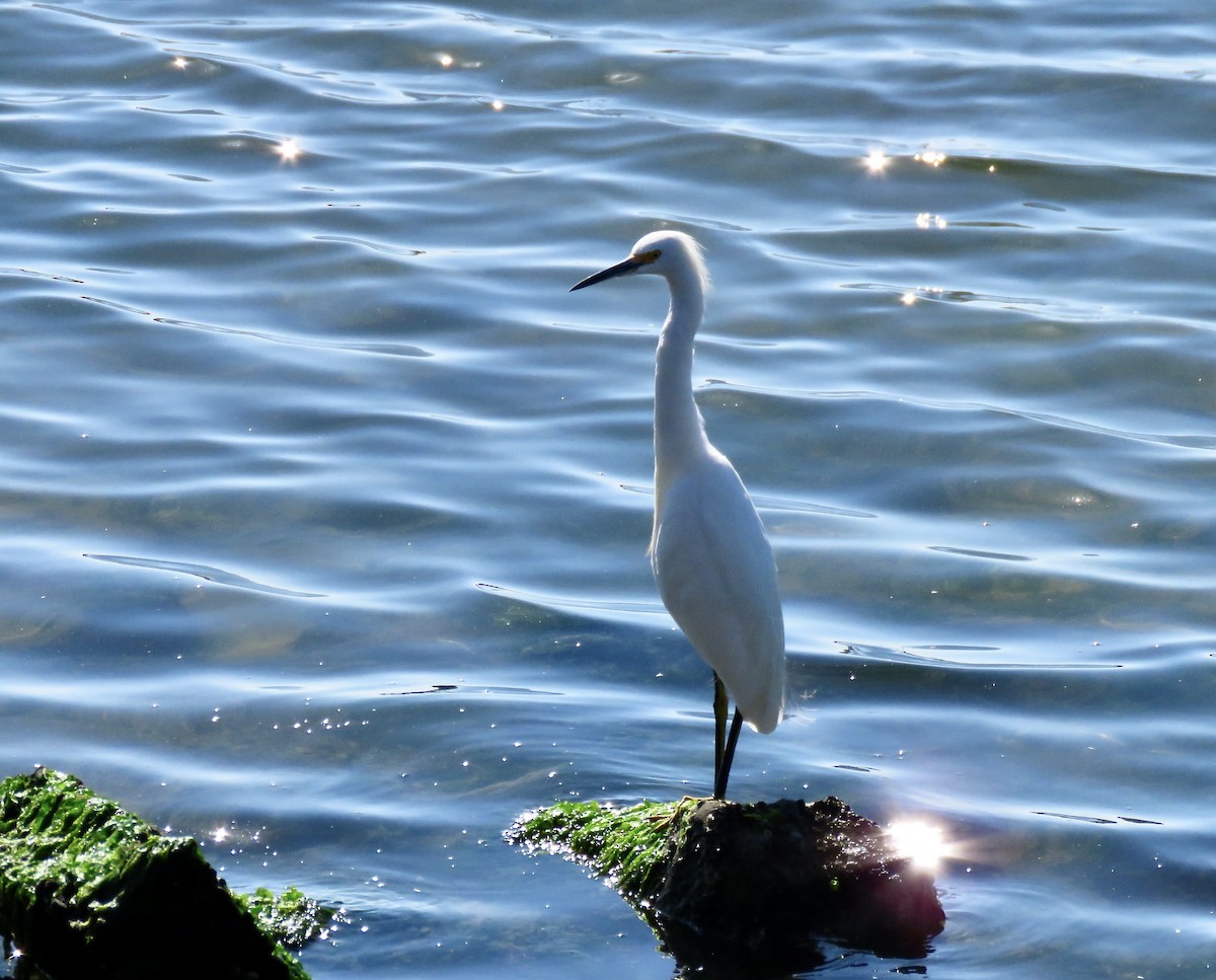 Snowy Egret - ML643777363