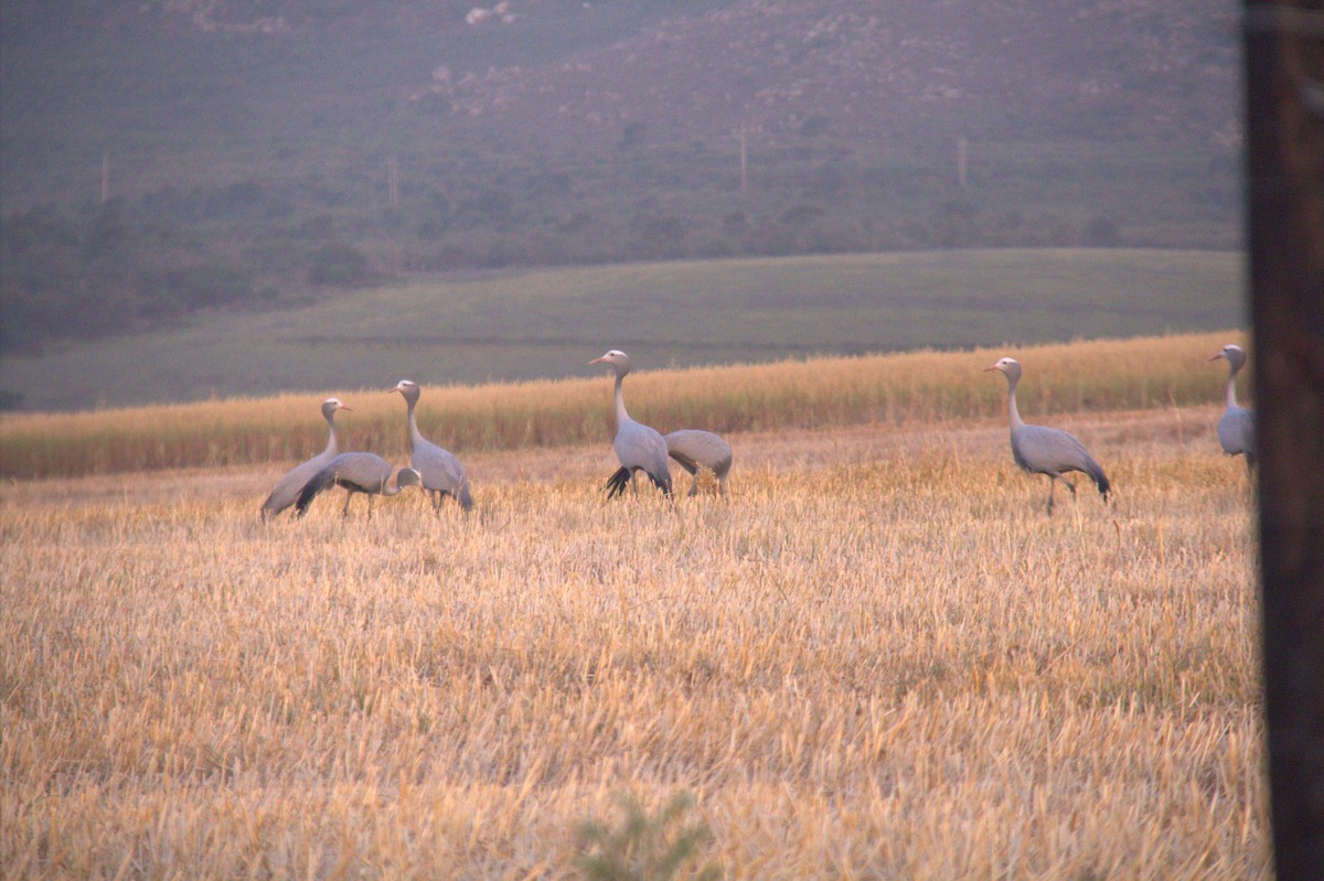 Blue Crane - ML643777364