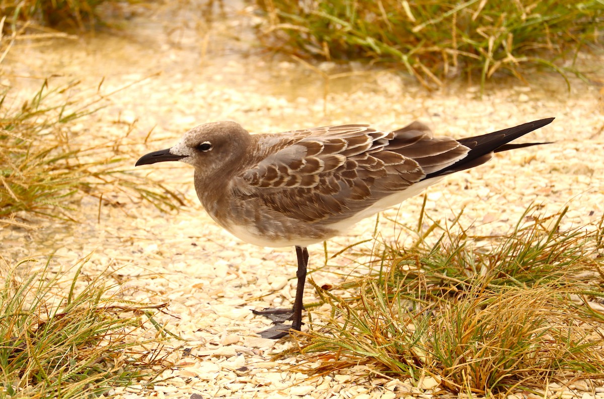 笑鷗 - ML643777390