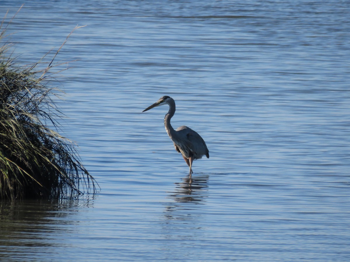 Great Blue Heron - ML643777398