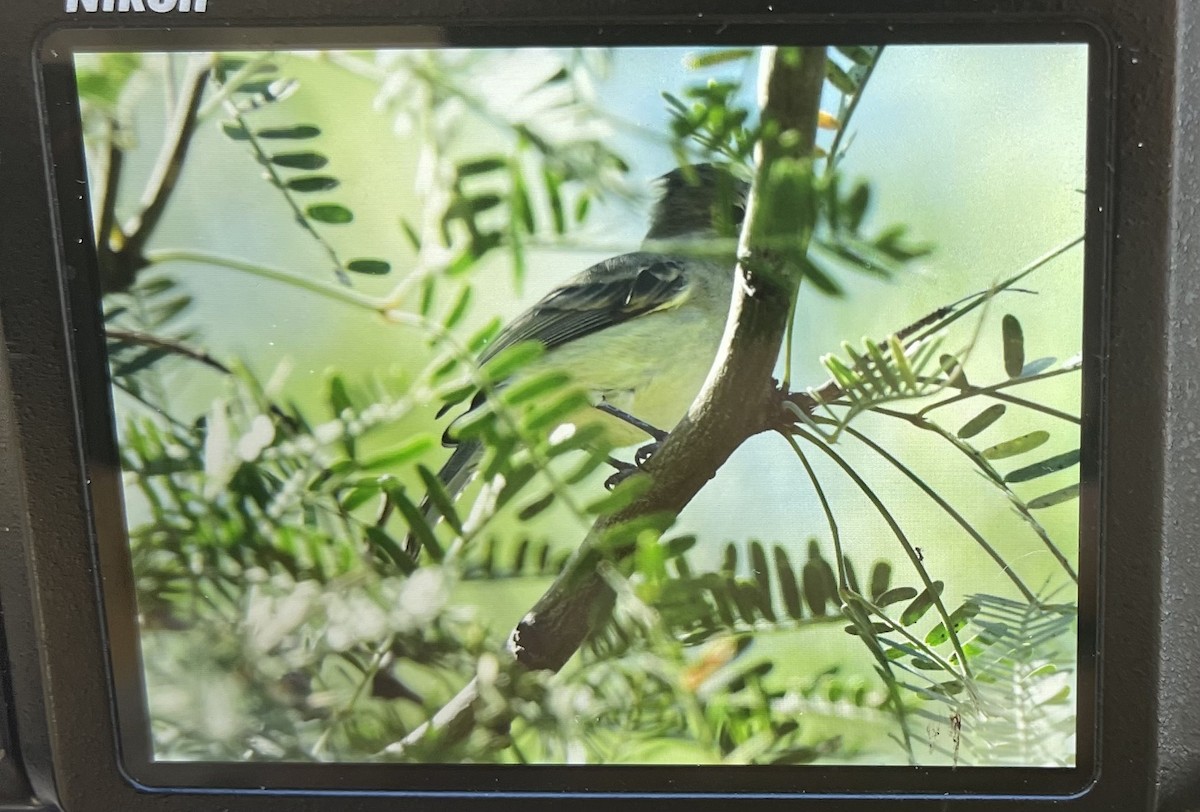 Northern Beardless-Tyrannulet - ML643777400